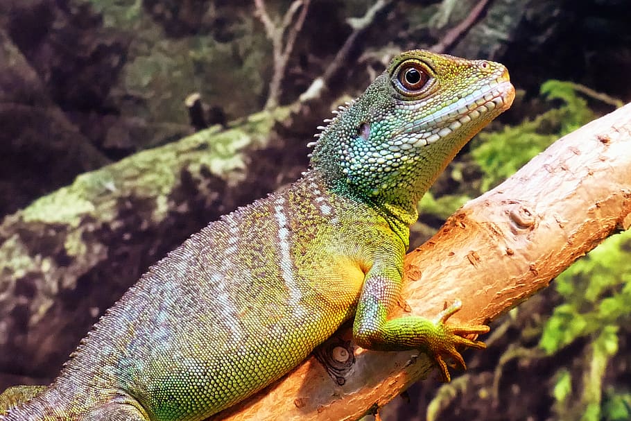 chinese, water dragon, physignathus, concincinus, green, asian