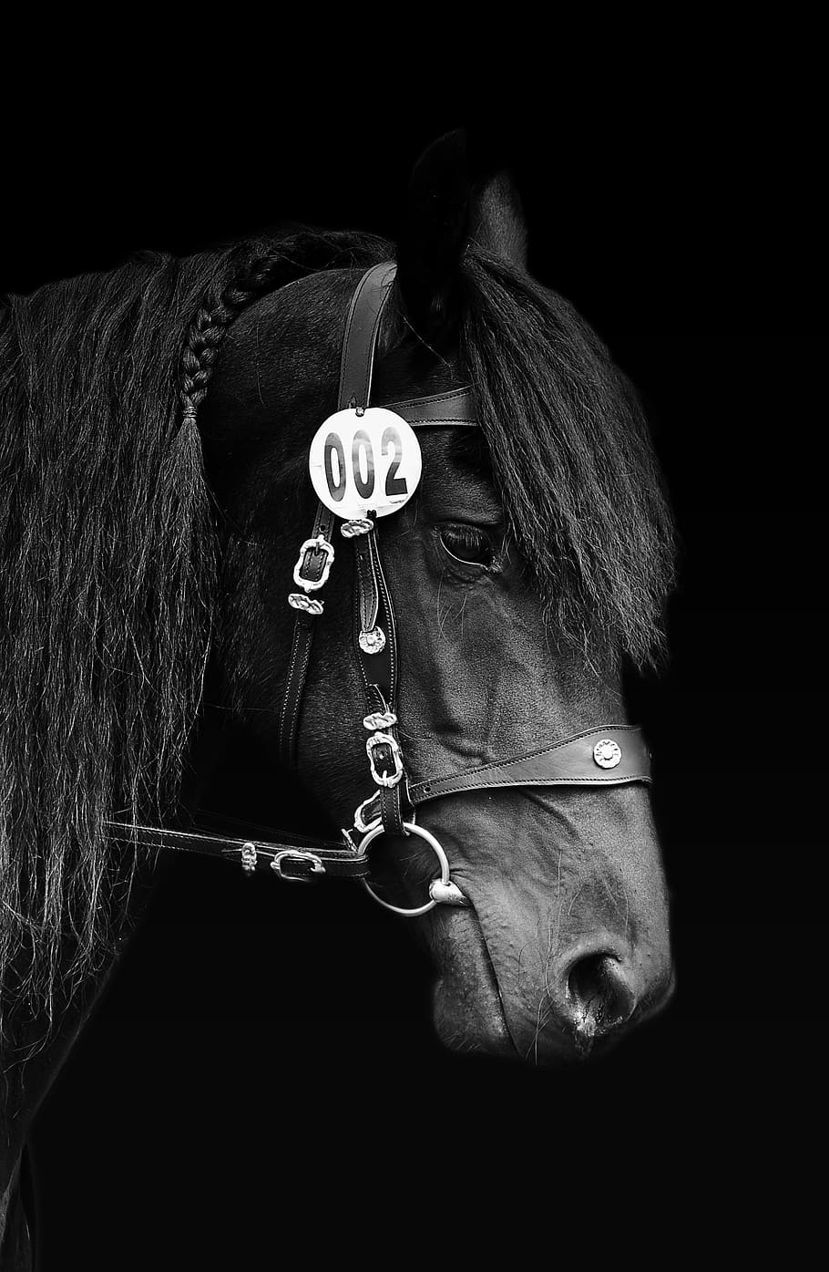 Free download | HD wallpaper: black horse head, black and white ...