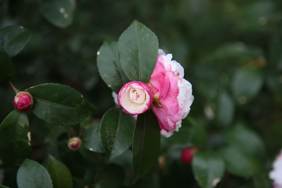 camellia, plant, beauty in nature, freshness, leaf, plant part HD wallpaper