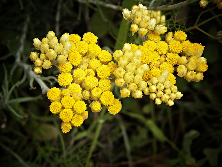 chamomile, flower, medicinal, yellow, wild, nature, flowering HD wallpaper