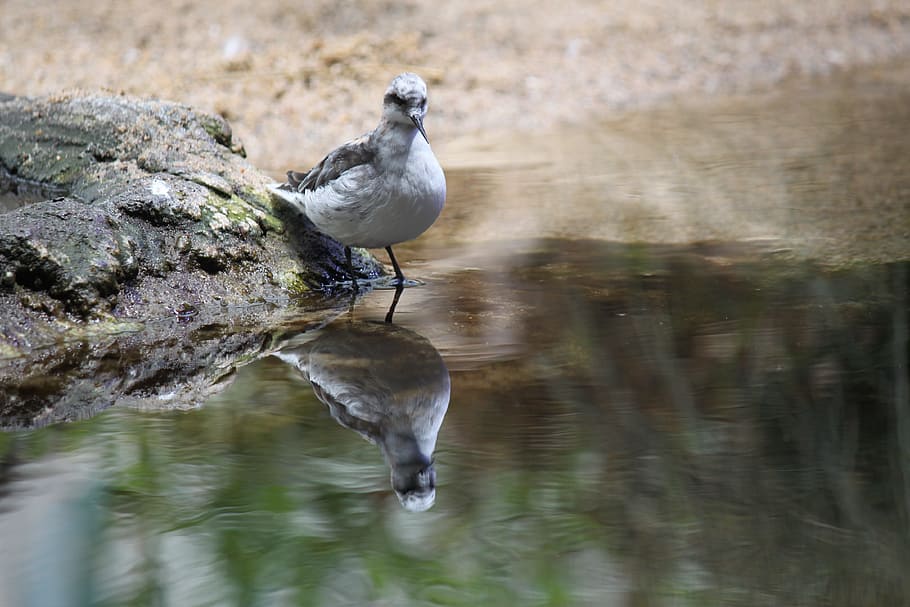 Bird, Reflection, Nature, Animal, Pond, one animal, animals in the wild HD wallpaper