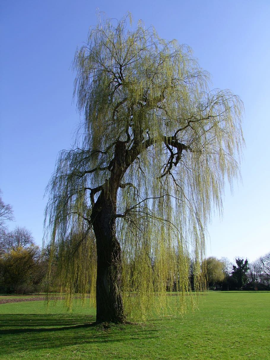 selective photo of green tree, weeping willow, pasture, old HD wallpaper