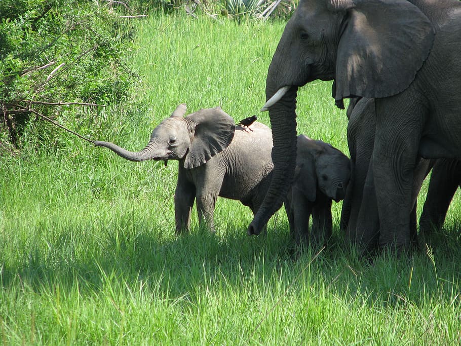 gray elephant beside two baby elephants, family, animal, mammal