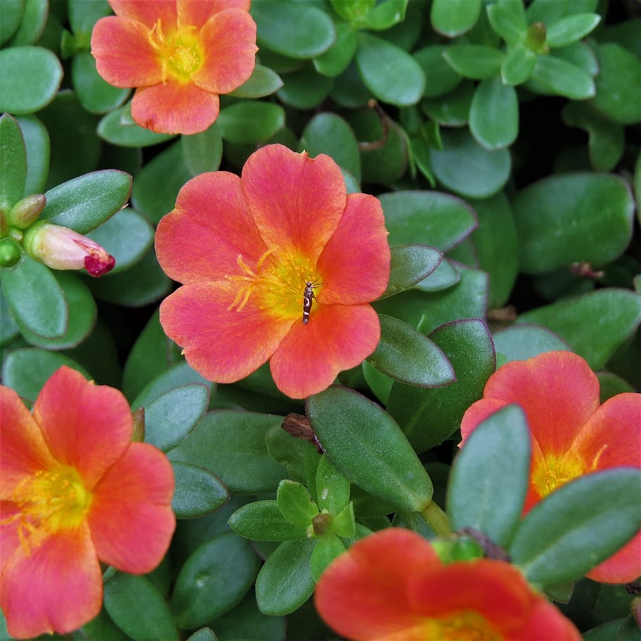 flower, yellow, rust, green, garden, flowering plant, beauty in nature HD wallpaper