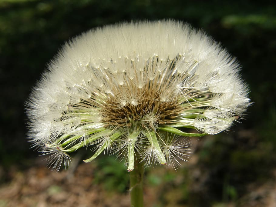 flower, dandelion, seeds, fragility, vulnerability, flowering plant HD wallpaper