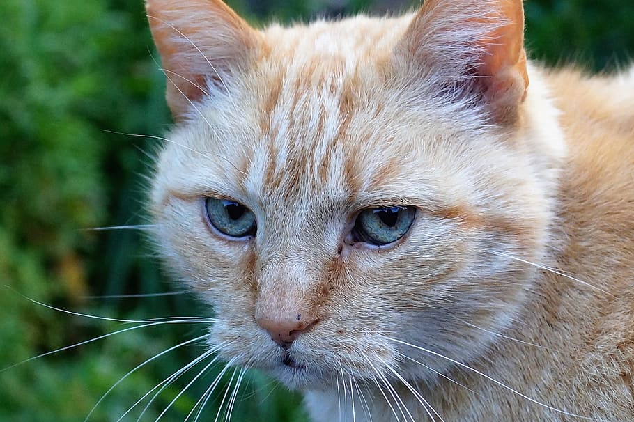 cat, redheaded, pet, tomcat, animal themes, one animal, mammal HD wallpaper