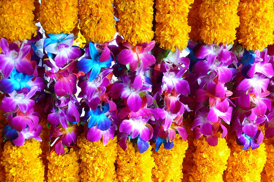 Thailand, Flowers, Gifts, yellow, multi Colored, close-up, nature, HD wallpaper