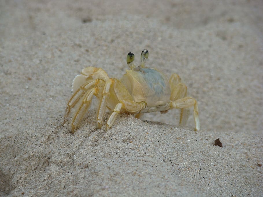 crab, siri, beach, sand, mar, animal themes, animal wildlife HD wallpaper