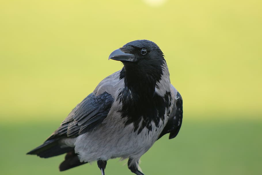 crow, animal, black, bird, nature, wildlife, black Color, feather HD wallpaper