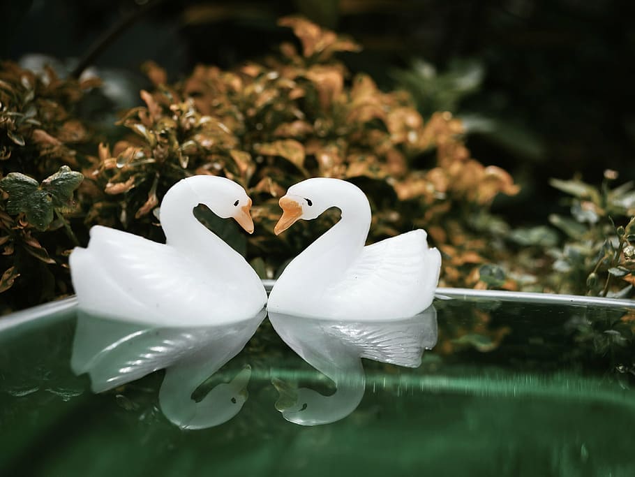 stilllife, macros, swan, reflection, moody, nature, love, plant HD wallpaper