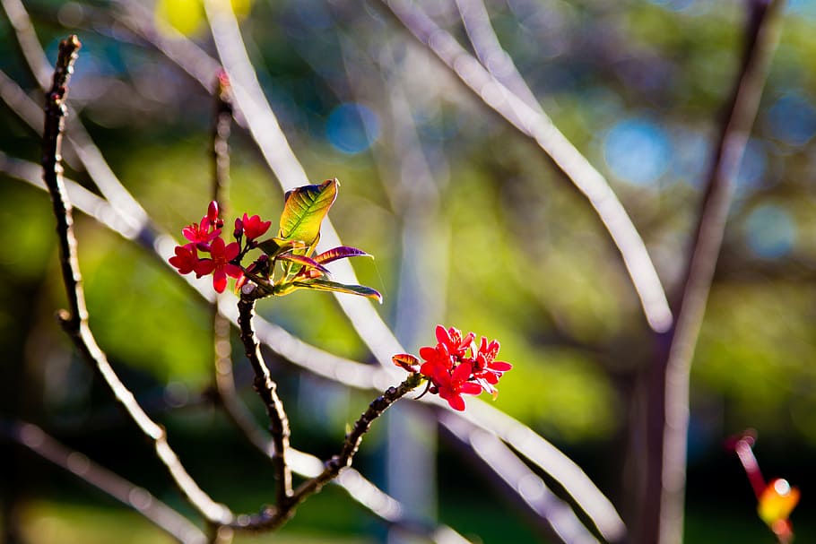 nature, red, branches, tree, flower, green, bokeh, growth, growing HD wallpaper