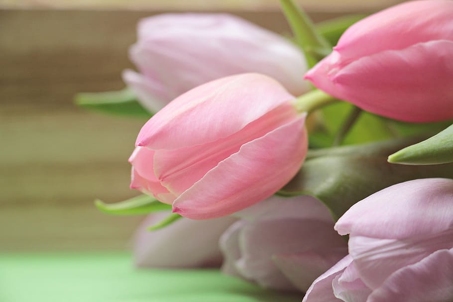 purple and pink tulip bouquet, tulips, flowers, bloom, spring HD wallpaper