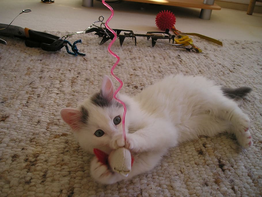 white and gray kitten playing with white chew toy, cat, playful HD wallpaper