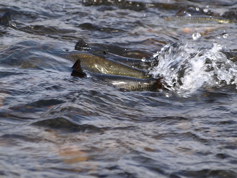 Salmon, Water, River, animals in the wild, one animal, animal themes HD wallpaper