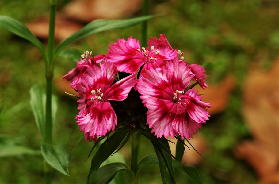 flowers, carnations, flowering plant, fragility, vulnerability HD wallpaper