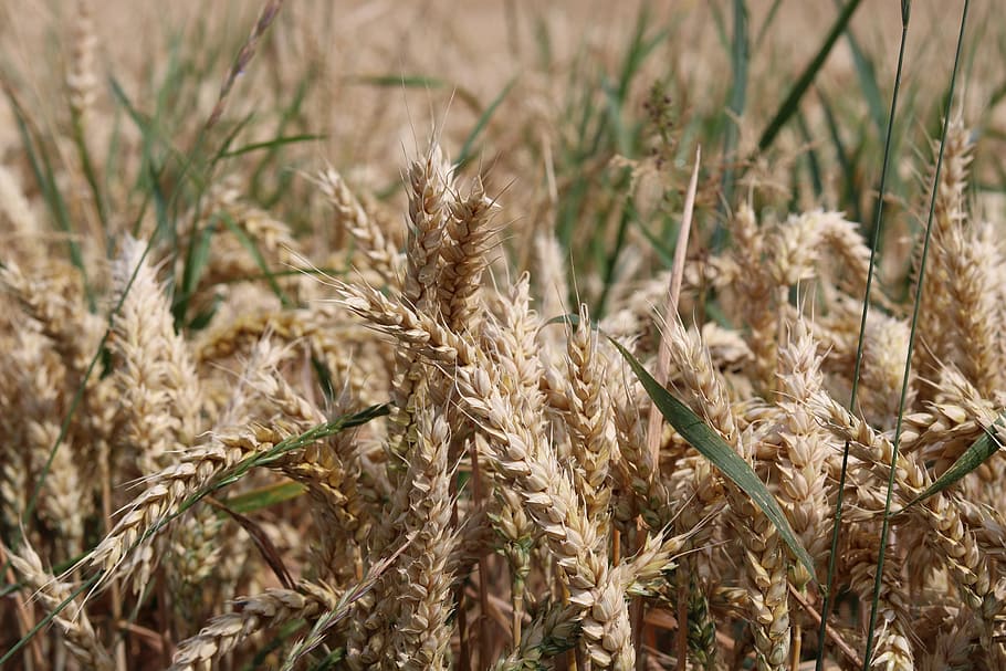 cereals, cornfield, summer, ear, nature, plant, barley field HD wallpaper