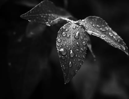 droplets, grayscale photography of water dew on leaf, waterdrop HD wallpaper