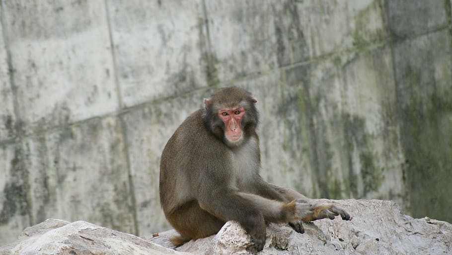 monkey, zoo, chimpanzee, primate, animal wildlife, mammal, one animal HD wallpaper