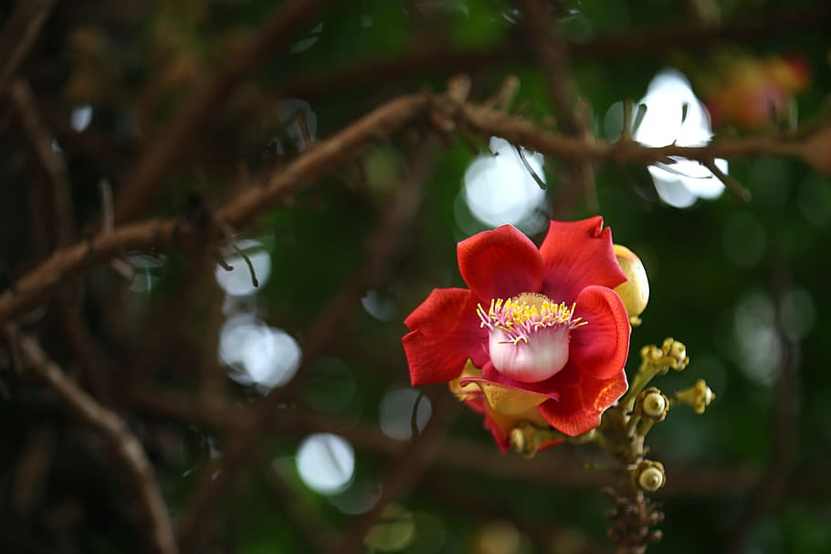 flower, tree, asia, botany, brazil nut, cannonball tree, freshness HD wallpaper