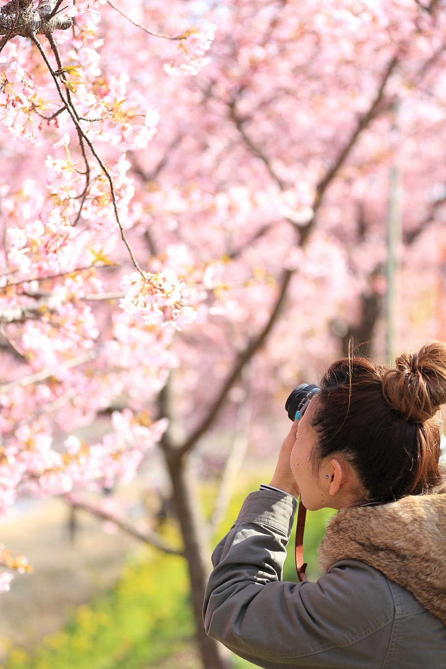 woman taking picture of cherry blossom tree, flower, white HD wallpaper