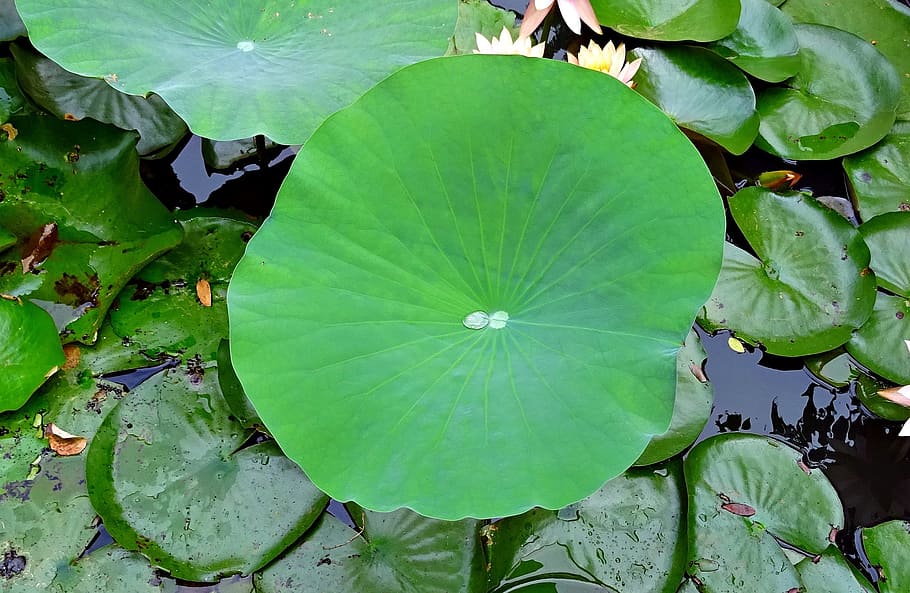 lotus, pad, leaf, water, droplet, pond, garden, plant, aquatic HD wallpaper