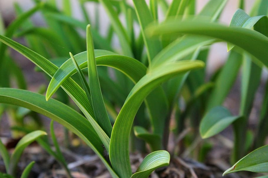 green, leaf, fresh, tender, sprout, growing, new, plant, young HD wallpaper