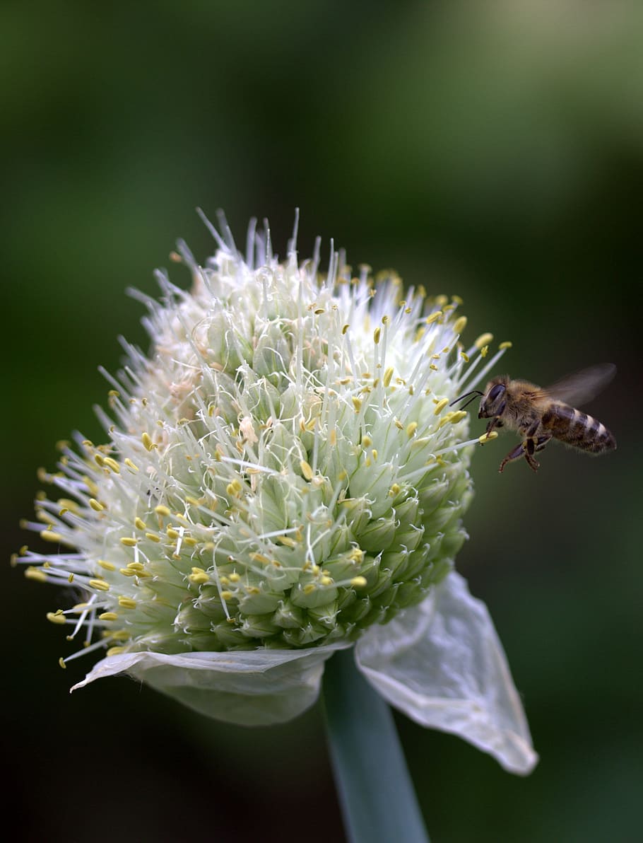 bee, flight, flower, macro, insecta, flowering plant, beauty in nature HD wallpaper