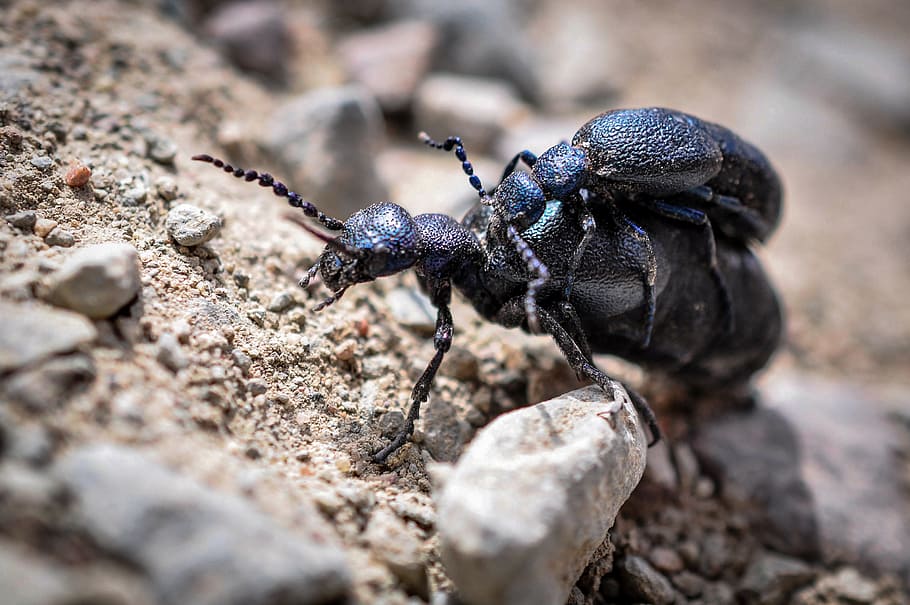 majka general, macro, beetle, insect, blue, nature, beetles HD wallpaper