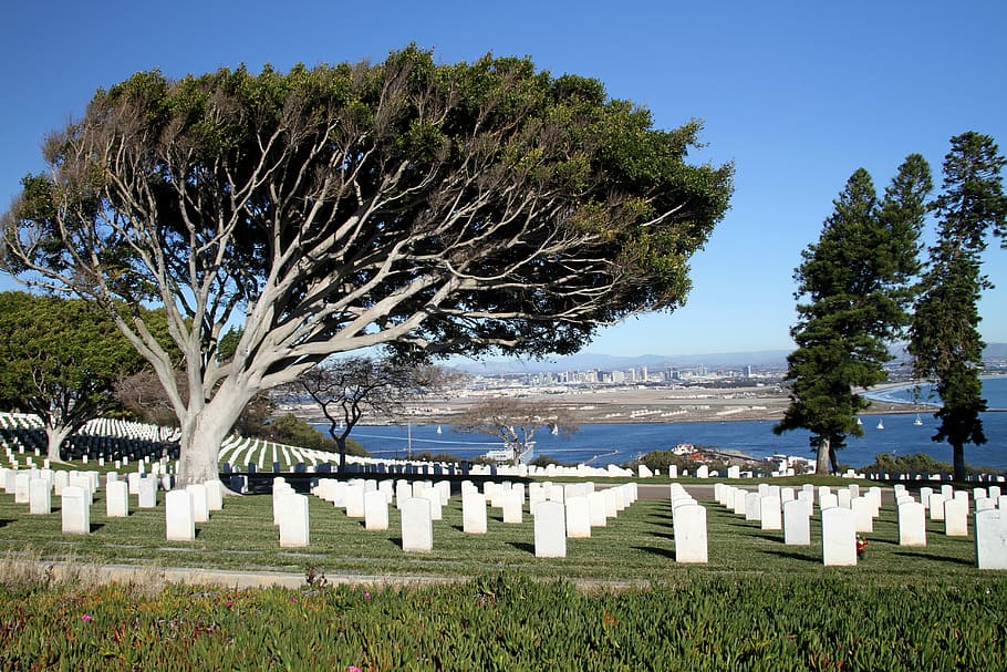 California, San Diego, Military, cemetery, tree, sun, landmark