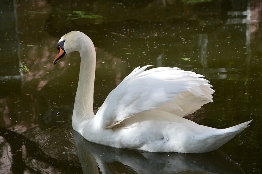 swan, bird, grace, pond, swans, birds, animals in the wild HD wallpaper