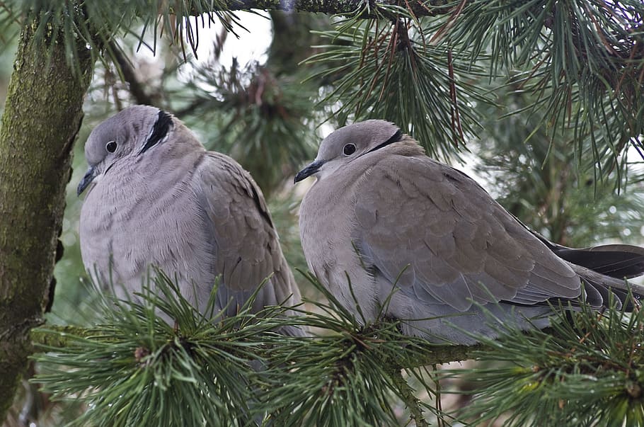 two gray birds perched on tree branch, dove, collared, garden, HD wallpaper