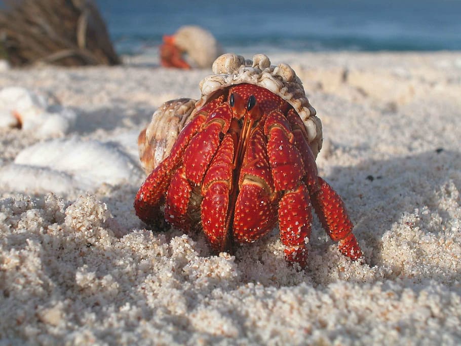 white and red crab on white sand, hermit, macro, beach, wildlife HD wallpaper