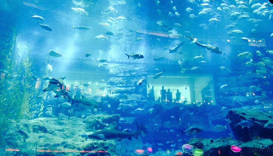 sea creatures, dubai, aquarium, fish, vertebrate, underwater HD wallpaper