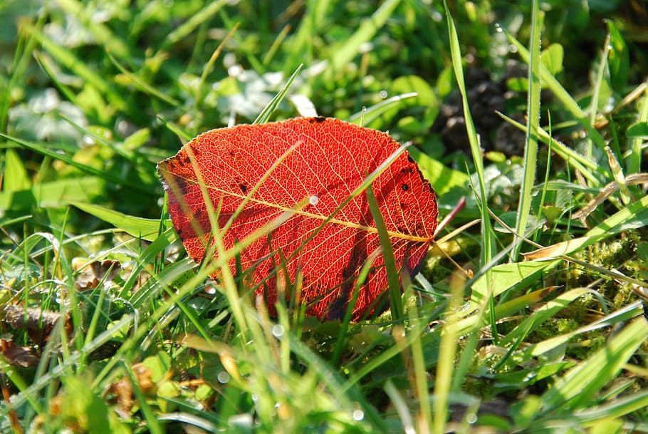 Autumn, Leaf, Red, Green, Nature, Meadow, transience, fall foliage HD wallpaper