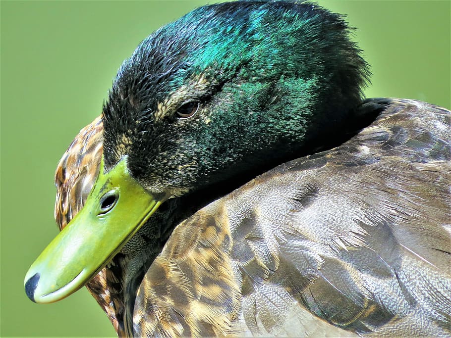 Duck, Wild, Emerald, Brown, Close Up, one animal, animals in the wild HD wallpaper