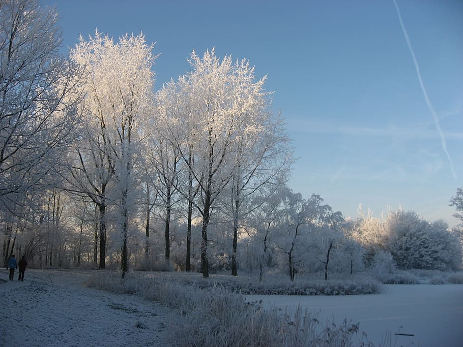 winter, snow, forest, cold temperature, tree, plant, sky, beauty in nature HD wallpaper
