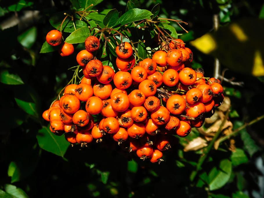Firethorn, Berries, Bush, Periwinkle, ornamental shrub, orange HD wallpaper