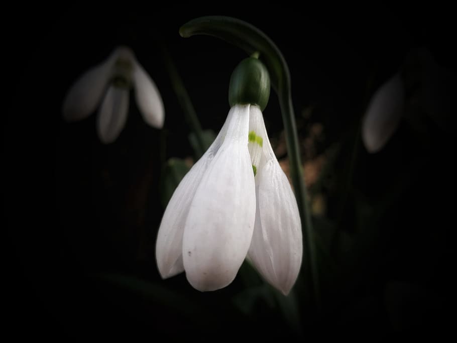 snowdrop, flowers, snowdrop spring, nature, blossom, bloom HD wallpaper