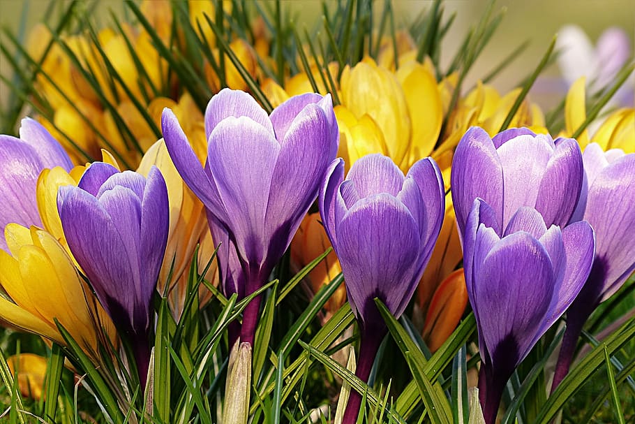 shallow focus of purple and yellow flowers, crocus, violet HD wallpaper