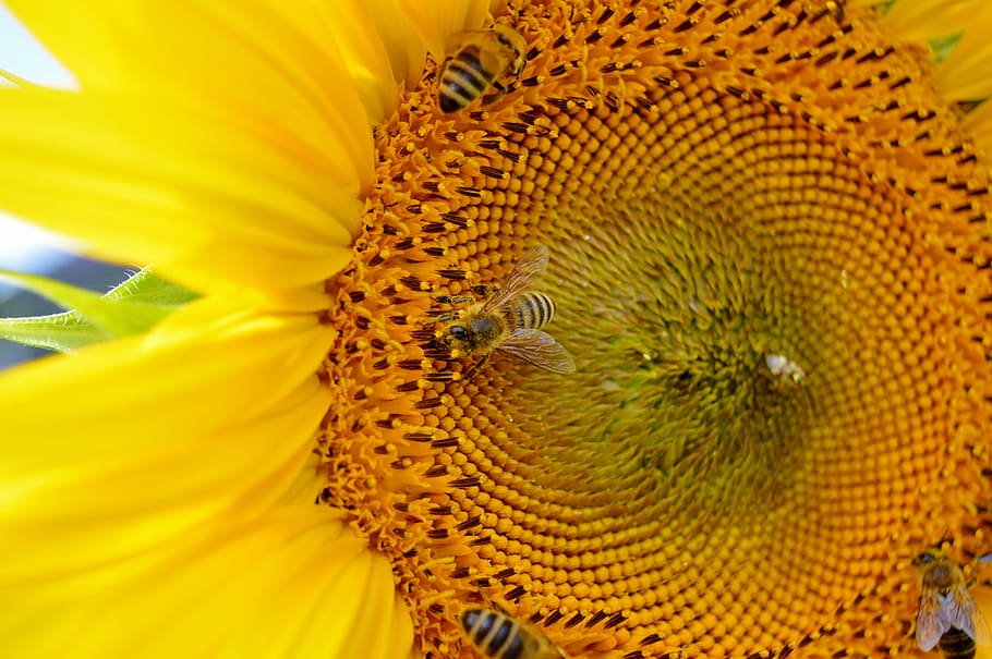Sun Flower, Flower, Flower, Bees, Pollen, yellow flower, bloom HD wallpaper