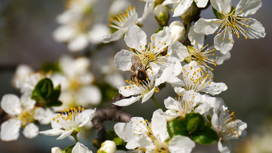 spring, sunshine, bees, nature, springtime, flower, branch HD wallpaper