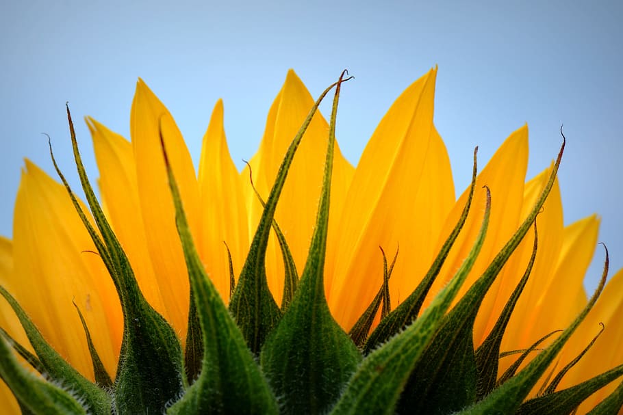 photo of yellow Sunflower at daytime, nature, growth, plant HD wallpaper
