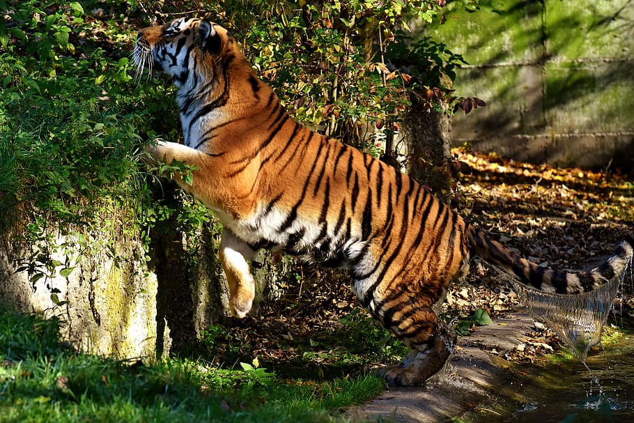 tiger, predator, water coat, beautiful, dangerous, cat, wildlife photography HD wallpaper