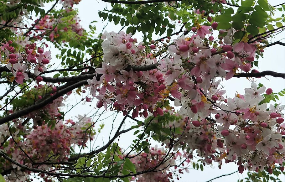 tree, branch, flower, cherry, nature, flora, season, blooming HD wallpaper