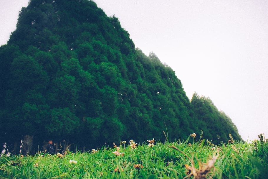 smit, shillong, tree, plant, grass, land, green color, nature HD wallpaper