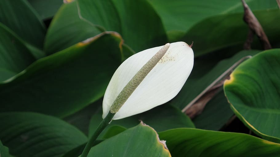 calla, white, green, leaf, plant part, flower, flowering plant HD wallpaper