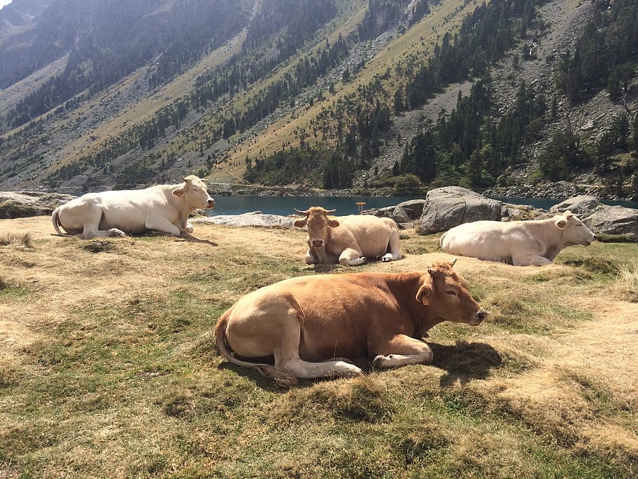 animals, cow, cattle, mammal, group of animals, animal themes HD wallpaper
