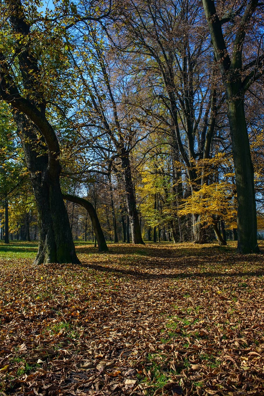 path, sky, clouds, leaves, park, autumn, sun, trees, colors HD wallpaper