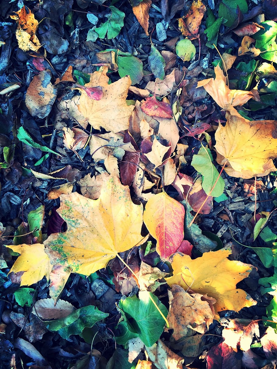 leaves, withered, leaf, maple, fall, nature, autumn, colorful HD wallpaper