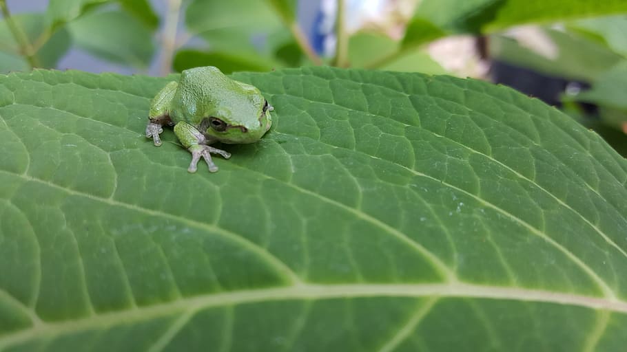 frog, toad, amphibian, vertebrae, leaf, green color, plant part HD wallpaper